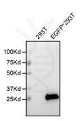 Anti-EGFP antibody(5F3), Rabbit mAb – Figure 1 of 1