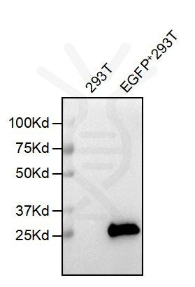 Anti-EGFP antibody(5F3), Rabbit mAb – Figure 1 of 1
