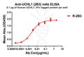Anti-UCHL1 antibody(2B3), Rabbit mAb – Figure 1 of 1