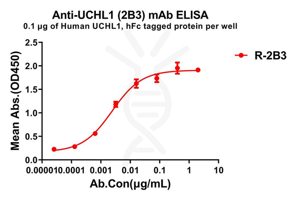Anti-UCHL1 antibody(2B3), Rabbit mAb – Figure 1 of 1