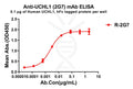Anti-UCHL1 antibody(2G7), Rabbit mAb – Figure 1 of 1