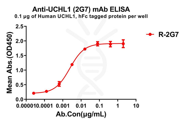 Anti-UCHL1 antibody(2G7), Rabbit mAb – Figure 1 of 1