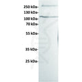Anti-Her3 antibody(13D3), Rabbit mAb – Figure 1 of 1