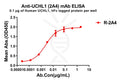 Anti-UCHL1 antibody(2A4), Rabbit mAb – Figure 1 of 1