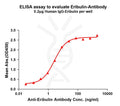 Anti-Eribulin antibody(3E2), Rabbit mAb – Figure 1 of 1