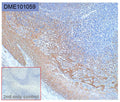 Anti-HER3 antibody(131A1), Rabbit mAb – Figure 1 of 1