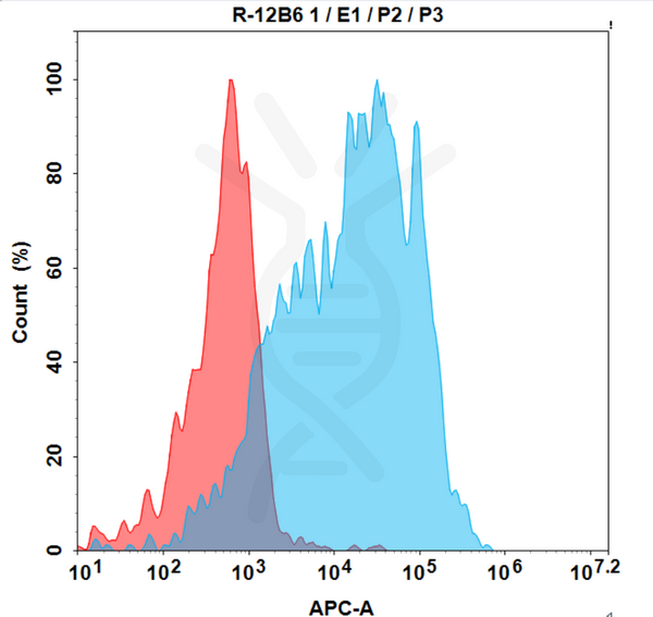 Anti-GPR75 antibody(12B6), Rabbit mAb – Figure 1 of 1