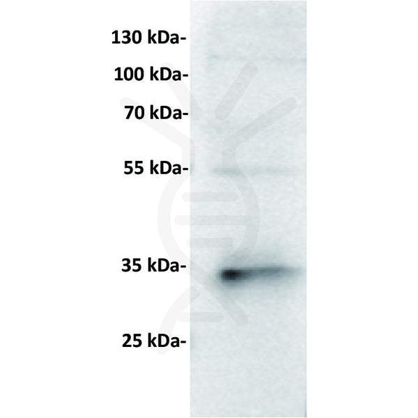 Anti-CD7 antibody(2A3), Rabbit mAb – Figure 1 of 1