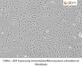 GFP Expressing Immortalized Micronycteris schmidtorum Fibroblasts – Figure 1 of 1