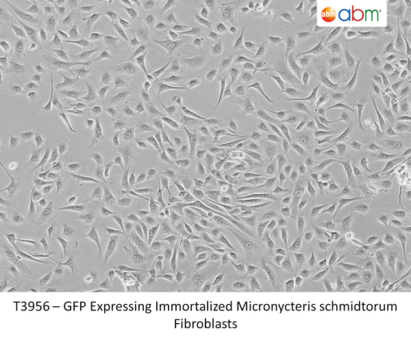 GFP Expressing Immortalized Micronycteris schmidtorum Fibroblasts – Figure 1 of 1