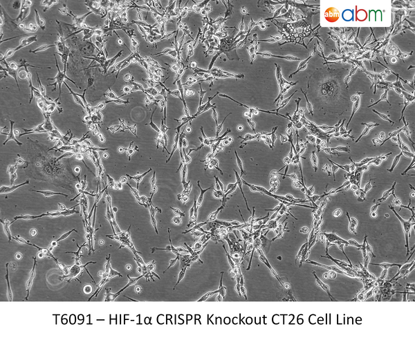 ACTA1 CRISPR Knockout 293T Cell Line | Applied Biological Materials (abm)