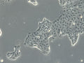 DSL-6B-C2 cell