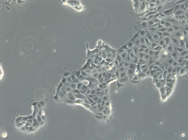 DSL-6B-C2 cell