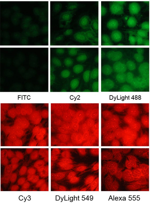 Biotin, Goat Anti-Rabbit IgG