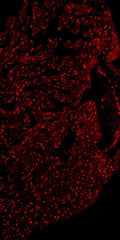 Anti-Zebrafish Mef2 Antibody