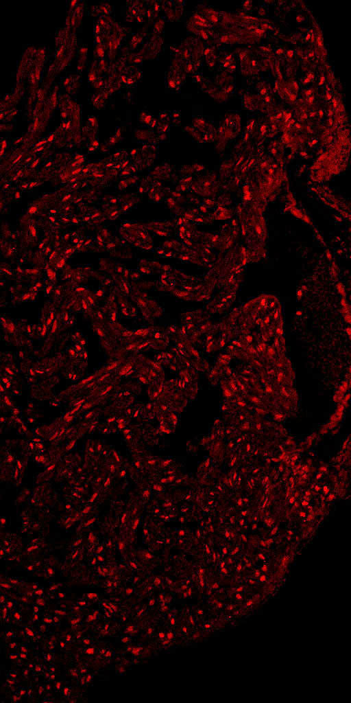 Anti-Zebrafish Mef2 Antibody
