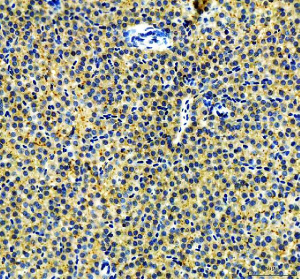 Anti-Zebrafish ABCB11 Antibody