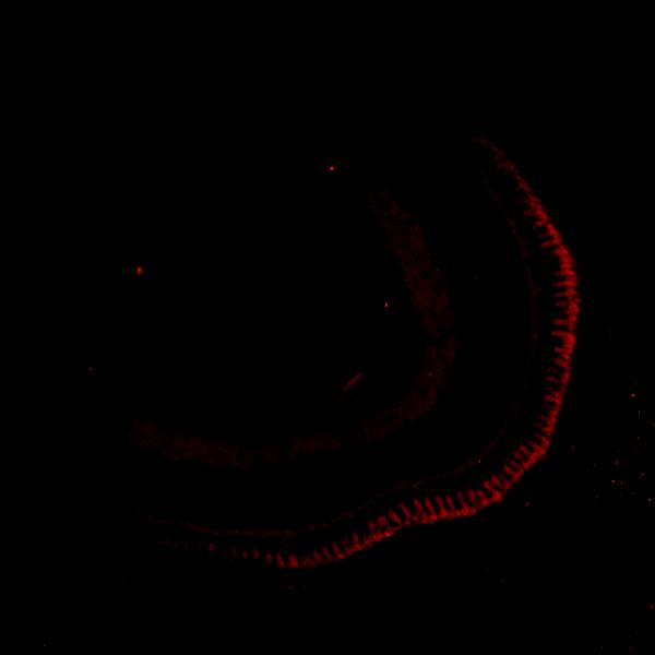 Anti-Zebrafish siah1 Antibody