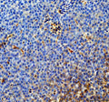 Anti-Zebrafish Cavin1b Antibody