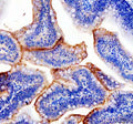 Anti-Zebrafish PXDN Antibody
