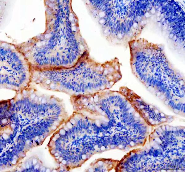 Anti-Zebrafish PXDN Antibody