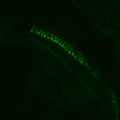 Anti-Zebrafish cdhr1a Antibody