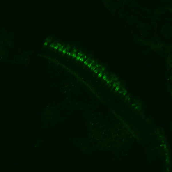 Anti-Zebrafish cdhr1a Antibody