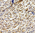 Anti-Zebrafish ABCC12 Antibody