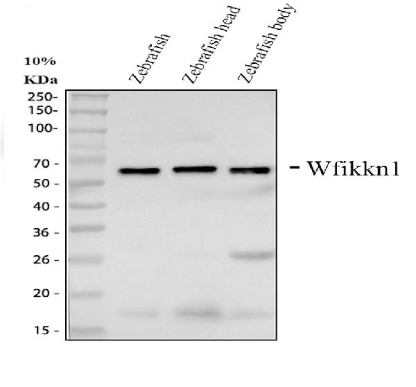 Anti-Zebrafish wfikkn1 Antibody