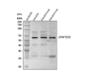 Anti-Zebrafish nlz2 znf503 Antibody