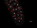 Anti-Fruit fly CG6353 Antibody