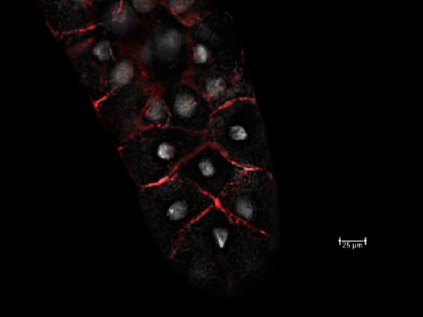 Anti-Fruit fly CG6353 Antibody