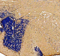 Anti-Zebrafish Otofa/Otoferlin Antibody