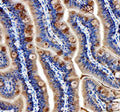 Anti-Zebrafish Cavin4a Antibody