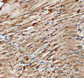 Anti-Zebrafish Cavin4b Antibody