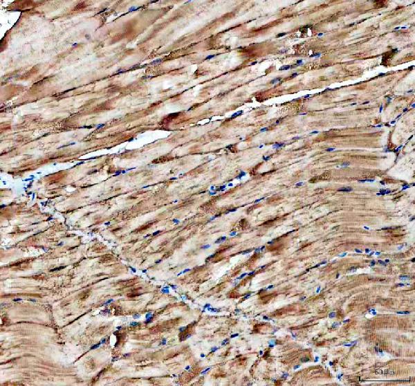 Anti-Zebrafish Cavin4b Antibody