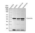 Anti-Zebrafish Cavin1a Antibody