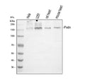 Anti-human peroxidasin homolog isoform X1 Antibody