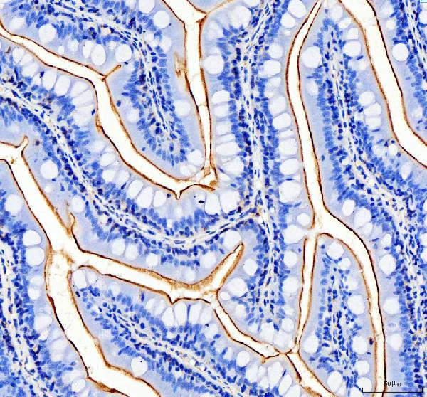 Anti-Zebrafish Ptprq Antibody