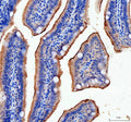 Anti-Zebrafish taperin Antibody