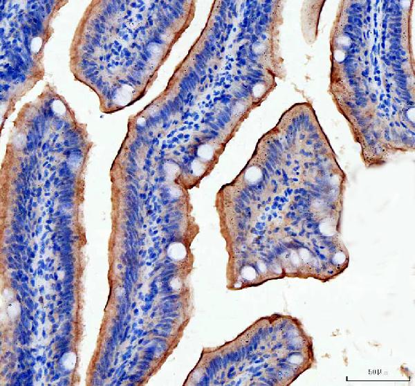 Anti-Zebrafish taperin Antibody