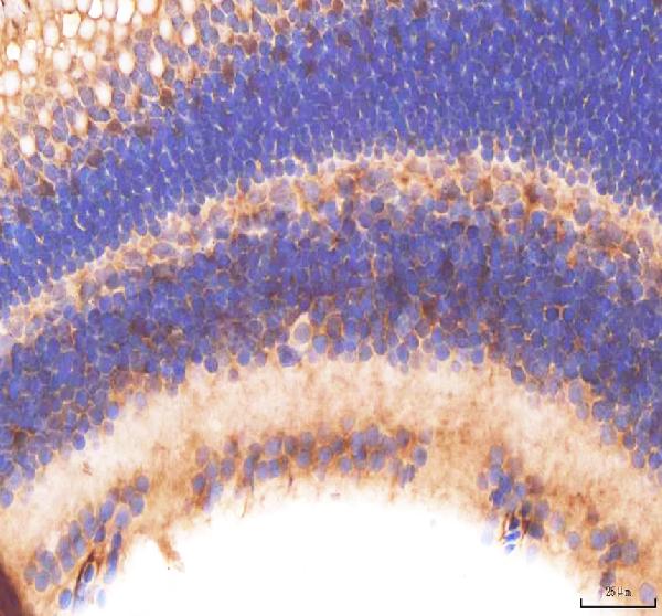 Anti-Zebrafish Frmpd4 Antibody