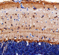 Anti-Zebrafish Cops8 Antibody