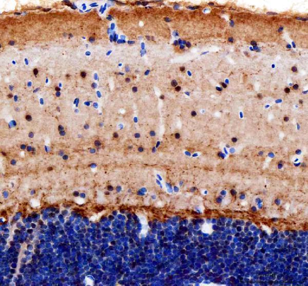 Anti-Zebrafish Cops8 Antibody