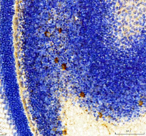 Anti-Zebrafish Ush2a N-terminus Antibody