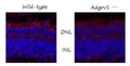 Anti-Zebrafish Ush2c/adgrv1 N-terminus Antibody