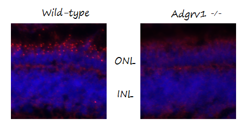 Anti-Zebrafish Ush2c/adgrv1 N-terminus Antibody