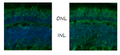 Anti-Zebrafish Ush2c/adgrv1 C terminus Antibody