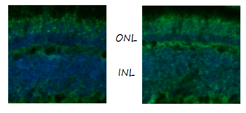 Anti-Zebrafish Ush2c/adgrv1 C terminus Antibody