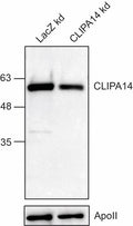 Anti-African malaria mosquito CLIPA14 Antibody